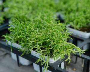 多肉换盆需要晾根吗