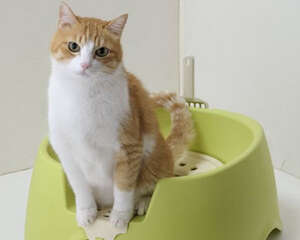 猫咪随地大小便？猫砂盆放错地方啦！