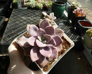 黛比 x Graptoveria ‘Debbie’