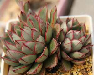 你是哪棵肉？多肉植物十二星座对应图