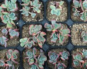 真相！养花穷三代，多肉毁一生