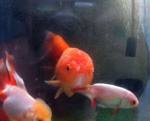 鹅头球的饲料挑选