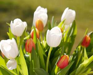 郁金香的功效与作用