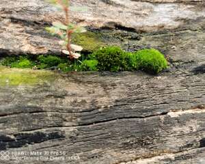 苔藓是怎么形成的？
