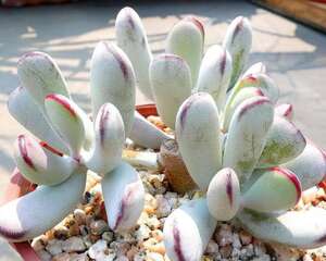 福娘Cotyledon orbiculata var.dinteri