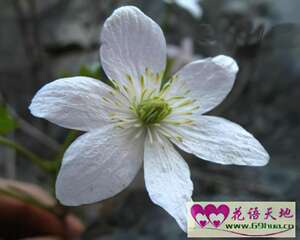 铁线莲的花语：高洁、美丽的心