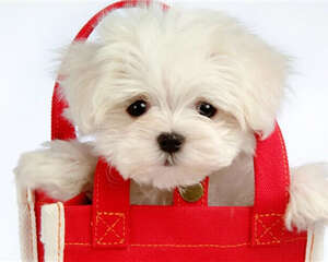 比熊犬的性格特点