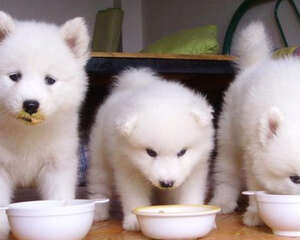 如何改善狗狗牙垢问题