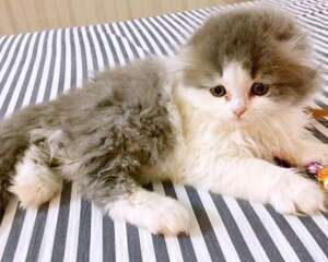 高地折耳猫怎么养？高地折耳猫的寿命