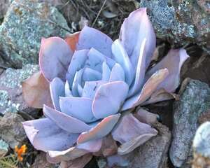 广寒宫 Echeveria cante