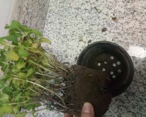 薄荷的繁殖方法