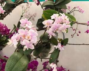 蝴蝶兰不开花或枯蕾的原因