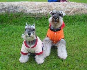 雪纳瑞的生活习性如何