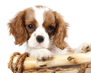 正确认识狗狗牵引绳的两大谣言