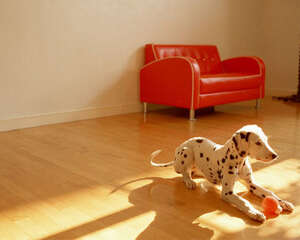 不要小看了狗狗的嫉妒心