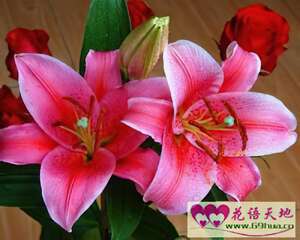 火百合的花语：喜气洋洋