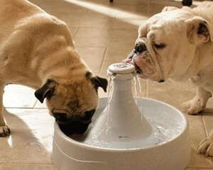 狗狗喝水动作详解
