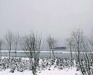 一个冬天都没见过这么美丽的风景：景天和雪景果然是绝配
