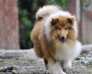 为宠物狗剪耳的方法介绍