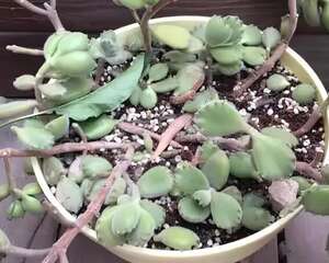 家里养盆它，20年竟能长成小树，毛绒绒特可爱！