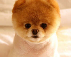 老年人养狗要注意哪些问题