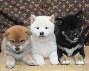 柴犬的喂食要点