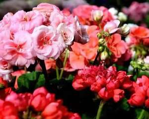 家里养盆团圆花，开花多、旺家宅，养20盆都不嫌多！