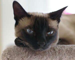 猫咪黑下巴应该怎样处理