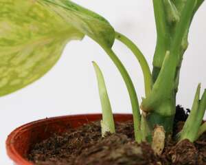 花叶万年青受冻害怎么办