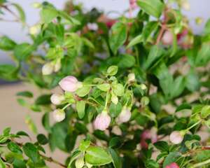 倒挂金钟适合上什么肥