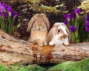 大蒜叶可作为兔兔饲料