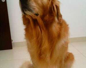 带金毛犬散步的注意要点