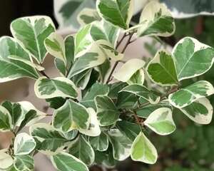 绿萝养腻了，不如养盆它，叶子花纹超美！