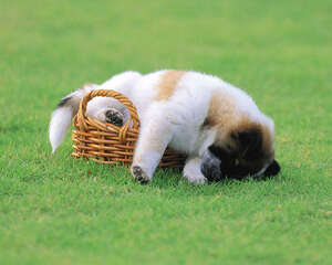 日常生活中狗狗可能接触到的毒