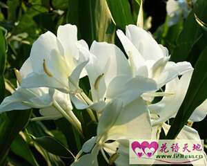 夜寒苏的花语：信赖、高洁清雅