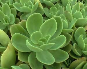 金辉Echeveria Golden Glow
