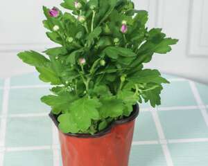 菊花的神话传说