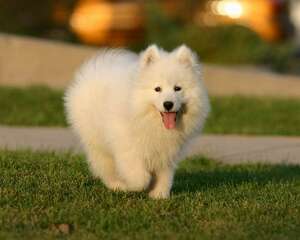 狗狗春季换毛的原因分析