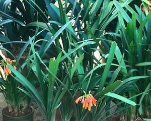 40年的君子兰，换土用了100个盆，拆下来一堆小崽！