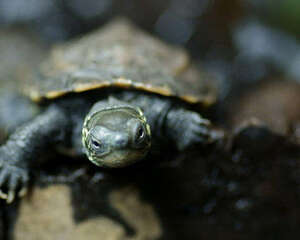 草龟喜欢吃哪些食物
