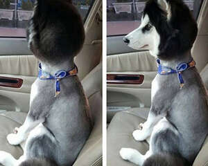 夏天到了，听说你又要给狗狗剃毛了？