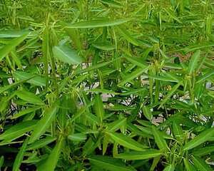 跳舞草的栽培与管理(图)