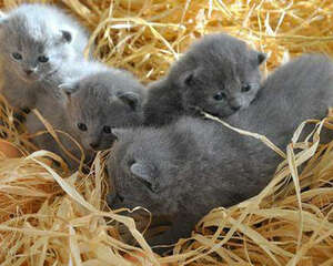 夏特尔猫的喂食要求