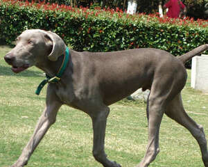 如何保护狗狗的骨骼