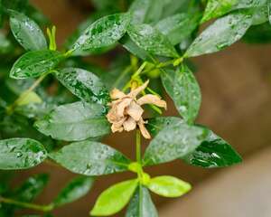 栀子花怎么缓苗