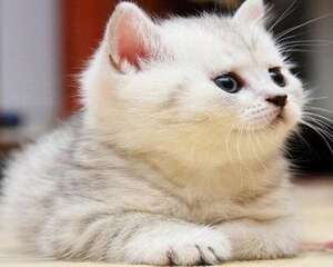 怎么训练猫不抓沙发