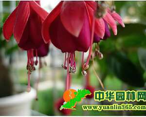 吊钟花的繁殖技术