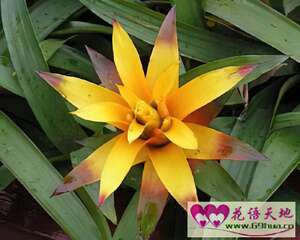 凤梨花的花语和象征代表意义：完美
