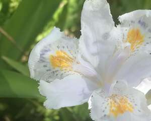 蝴蝶花