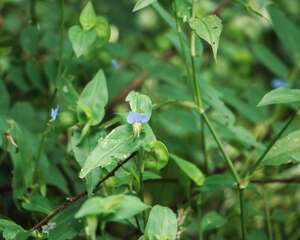 紫鸭跖草可以水培吗